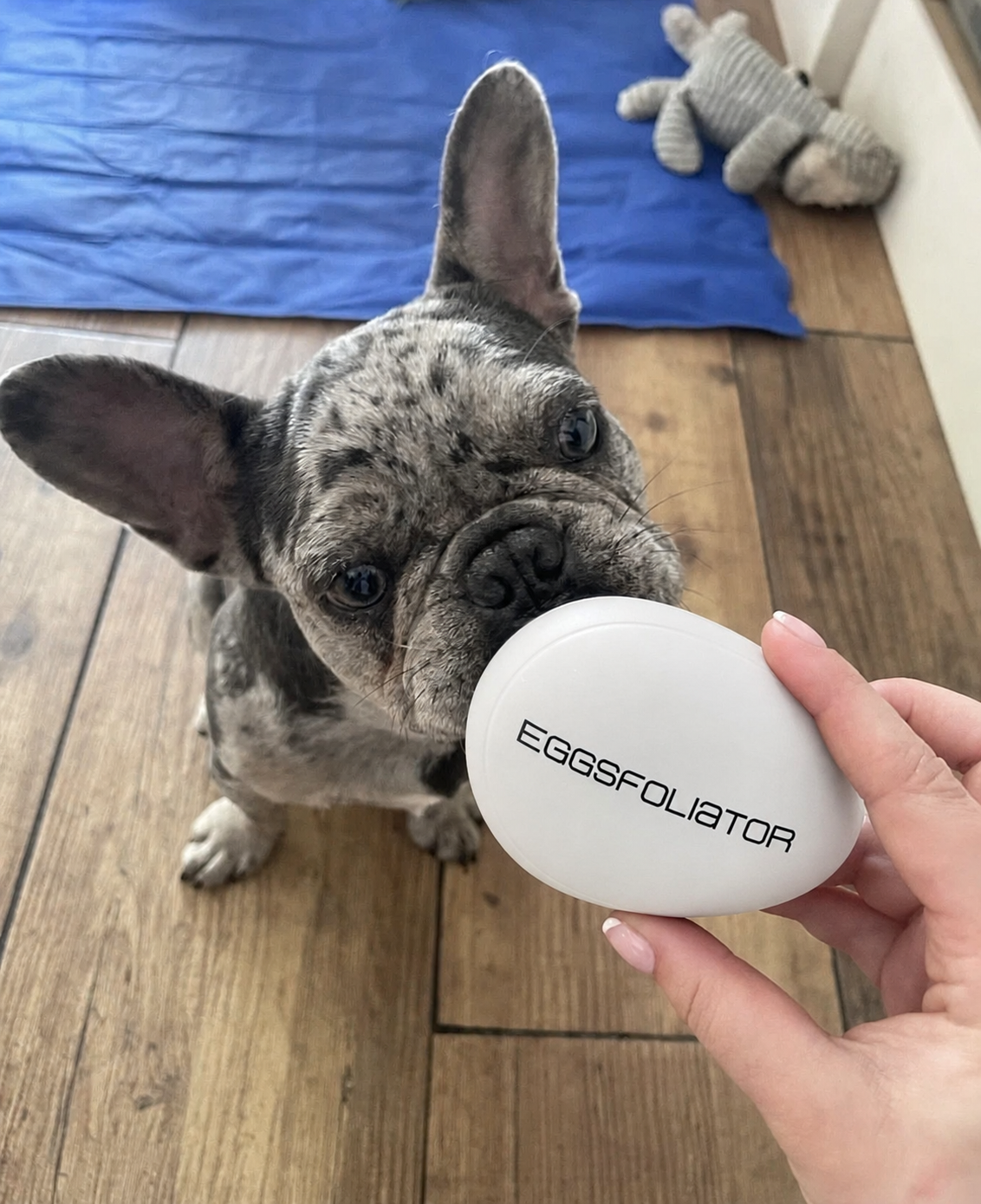 White Eggsfoliator being held beside a short-haired dog